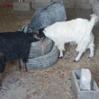 فروش بزغاله|حیوانات مزرعه|گلپایگان, |دیوار