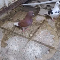 کبوتر