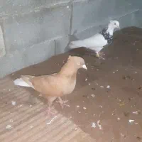 رنگی آغاجاری