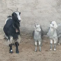 بزدوقولو زا