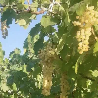 فروش انگور امام زاده