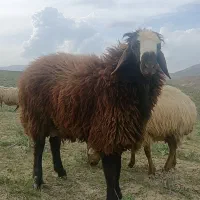 بره قوچ همو