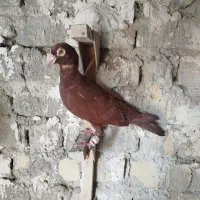 کبوتر سرخ پلاکی.|پرنده|شیراز, نصر|دیوار
