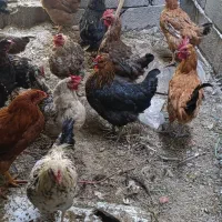 مرغ و خروس جوان|حیوانات مزرعه|پیر بکران, |دیوار