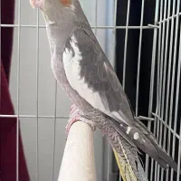 عروس هلندی نر و ماده