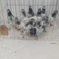 انواع جا آبی جا دونی