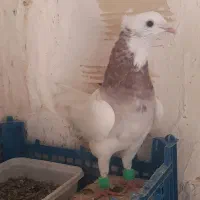 ۵ عدد طوقی|پرنده|شاهرود, |دیوار