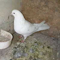 دو تا کفتر گرفتنی