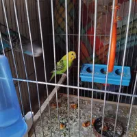 جفت مرغ عشق