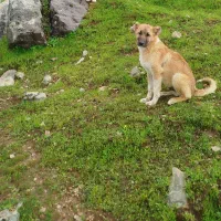 توله سراب ذات قدیم