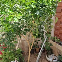فروش منزل مسکونی۱۳۰ متری ۲ خوابه ۲طبقه ۲|فروش آپارتمان|حمیدیا, |دیوار
