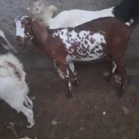 بز و گوسفند