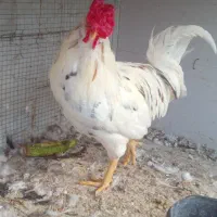 خروس برهما .گلین چهل تاج