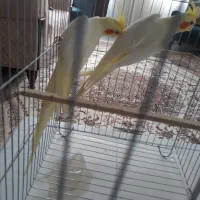 عروس جفت نر و ماده لوتینو