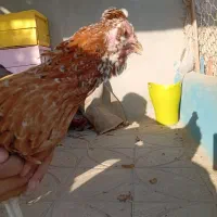 مرغ گلین|حیوانات مزرعه|قرچک, زیبا شهر|دیوار