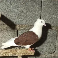 کبوتر دوکت  گمشده