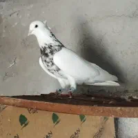 کبوتر طوقی و پلاکی