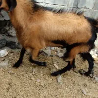 نری مخصوص داشت رودان|حیوانات مزرعه|رودان, |دیوار