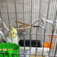 عروس هلندی ماده ۱۳۰۰