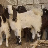 ۲ تروشت فروشی|حیوانات مزرعه|ایرانشهر, |دیوار