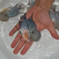 فلاور هورن کامفا