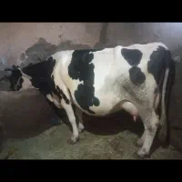گاو هلشتاین گوساله سمینتال نر|حیوانات مزرعه|دهگلان, |دیوار