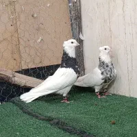 طوقی زرین و الماسی صربی|پرنده|شاهینشهر, عطار|دیوار