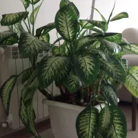 گلدان دیفن باخیا بزرگ بسیار زیبا و سرحال و پر برگ