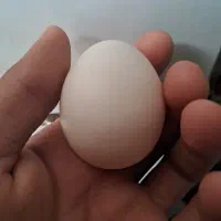 تخم مرغ لاری نطفه دار دانگ بالا.
