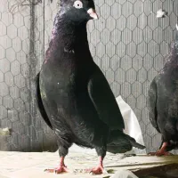 سیاه زاغ آبادانی