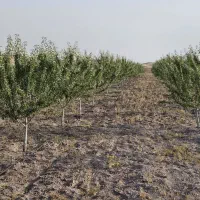 فروش باغ فوری