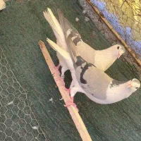جفت بدرنگ سینه باز