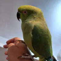 جوجه طوطی ملنگو