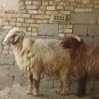 قوچ|حیوانات مزرعه|باوی, |دیوار