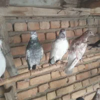 کبوتر|پرنده|بهارستان, |دیوار