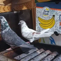 کبوتر نر قلمکار وماده کلاغی