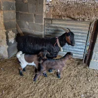 میش بز زایده دوقولو