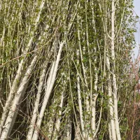 گردو|خدمات باغبانی و درختکاری|شیراز, محمدیه|دیوار