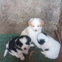 توله اشپیتز توله شیتزو توله سرابی