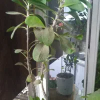 نهال دو ساله فروشی