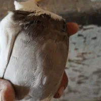 دم سفید|پرنده|شیراز, شهرک صنعتی شیراز|دیوار