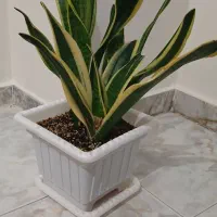 گل اپارتمانی