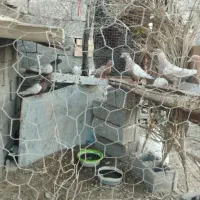 کبوتر