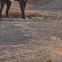 سگ سیاه گم شده