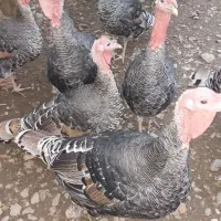 بوقلمون|حیوانات مزرعه|رشت, حافظ آباد|دیوار