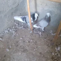 سلام یک جفت کور کورو نسل قدیم|پرنده|جزنیک, |دیوار