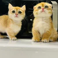 گربه اسکاتیش مانچکین|گربه|رشت, بلوار گیلان|دیوار