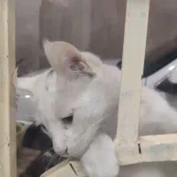 گربه گمشده