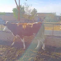 گوساله های سیمنتال اصل آبستن و پای کل