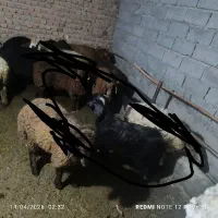 دو عدد بز غاله جوان